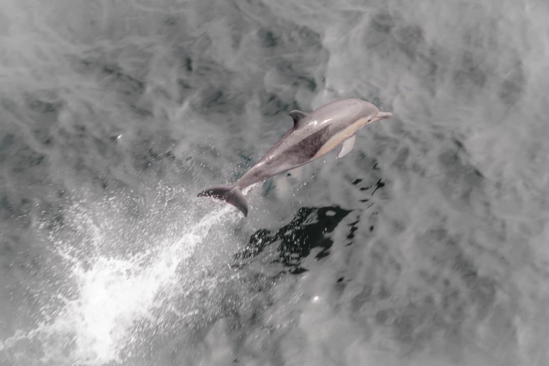 Dolphin jumping in the air