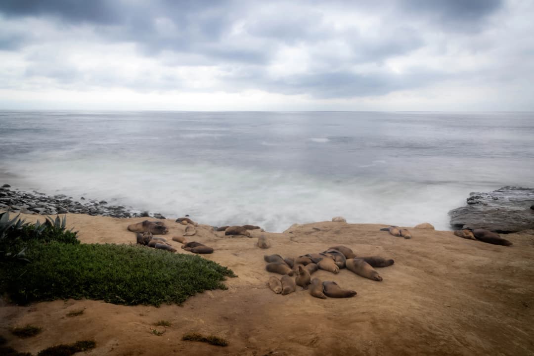 Picture of sea lions napping on the cliffs with ocean waves in background