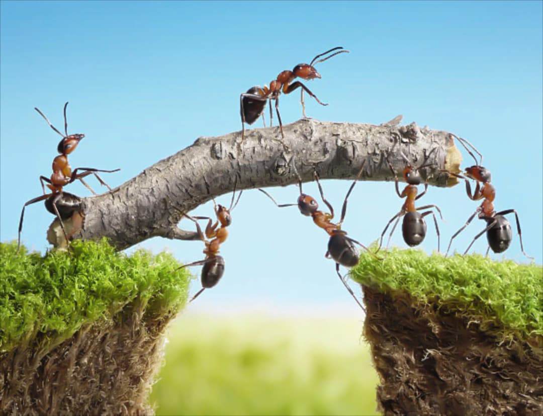 Ants working together carry a branch over a chasm