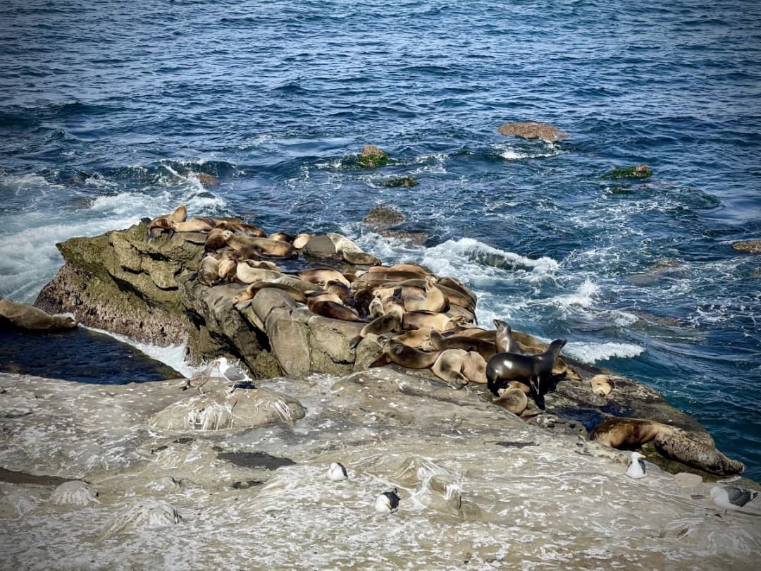 View of sea lions resting on rocks with ocean view in La Jolla, CA